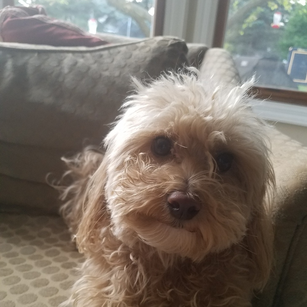 Meet your Posher, Charles